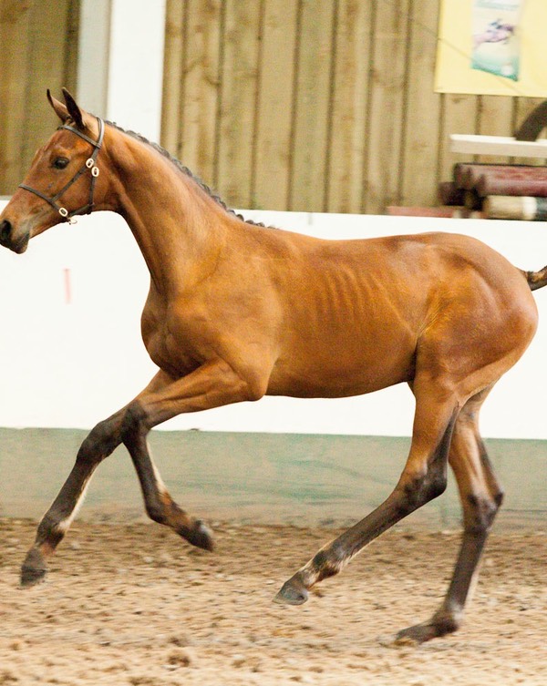 BEF Futurity 20th August 2013 Graded Elite