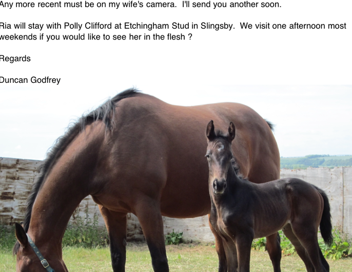 Filly Foal By On Air