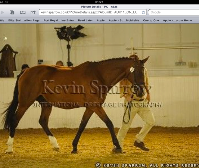 Foal Grading Arena Uk, Aged 19