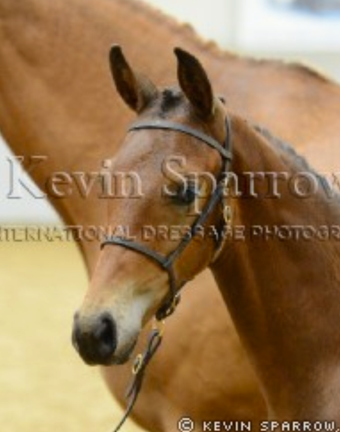 British Breeding Futurity