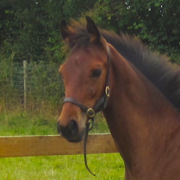 Headshot 11th August 2013