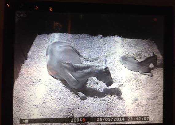 Tango helped to Foster