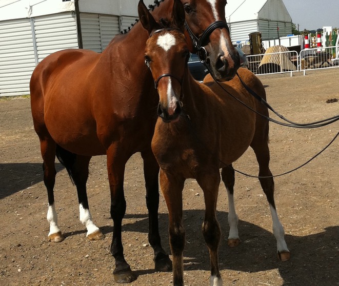 On High and On Luxe Arena UK Foal Grading