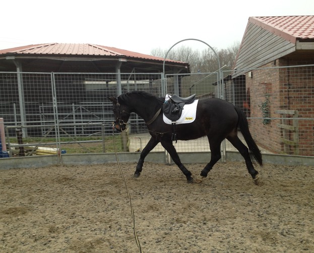 February 2012 First day with a saddle
