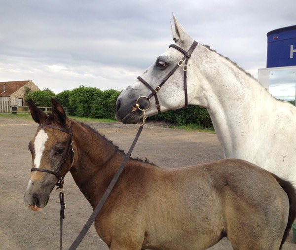 Elite at British Breeding Futurity 2012