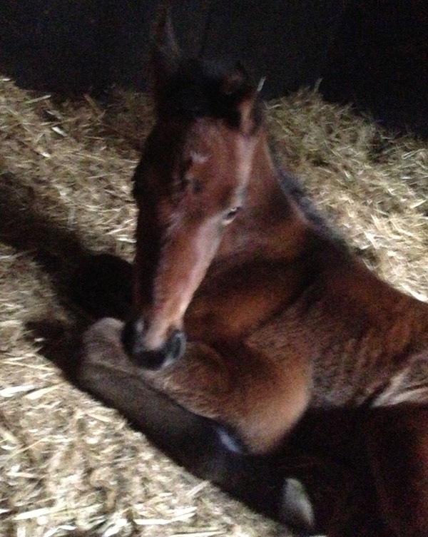 Newly Born, Just Dry