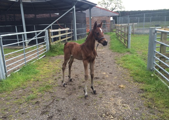 Onesie surveying his paddocks