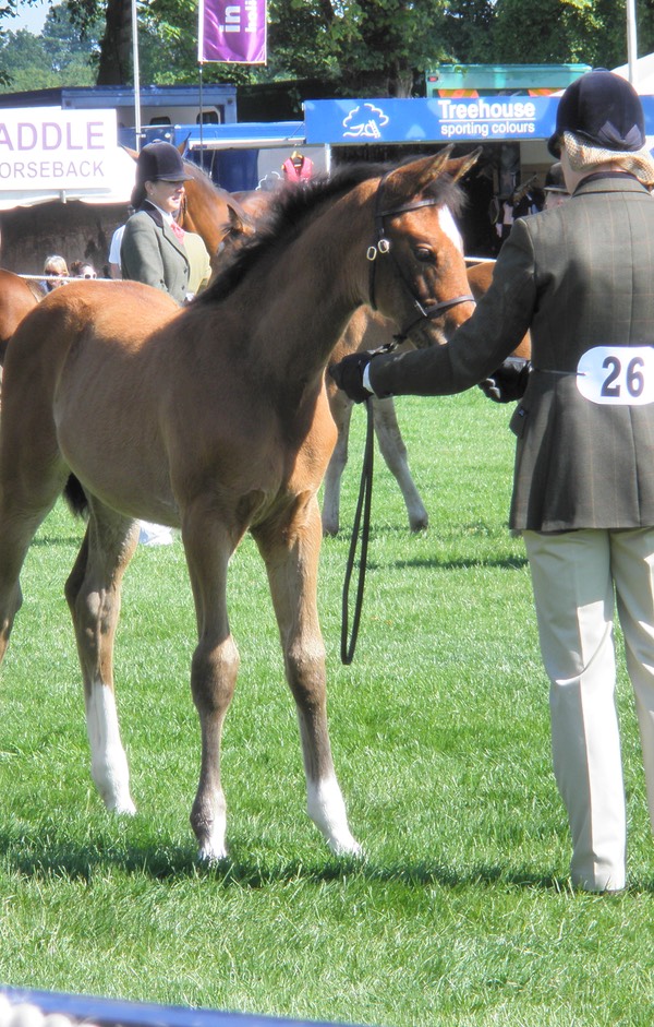 Bramham 2011 Potential Event Horse Class