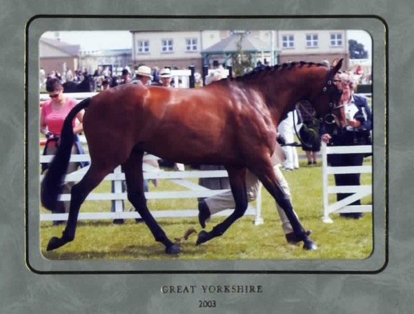 Great Yorkshire Show 3 Year old Hunter in Hand - 2nd Place