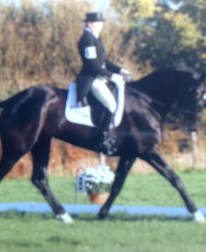 Dressage Trot Aldon 1* CCI