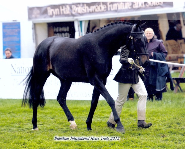 Bramham 3 Year Old Sport Horse- in the rain